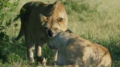 Now, the casualties are revealed. - Dynasties