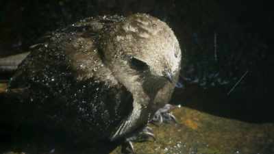 Now the chicks are alone. - Seven Worlds, One Planet