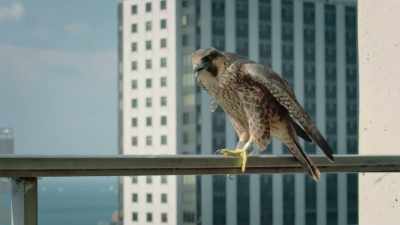 Now, the chicks are fledging. - Super/Natural