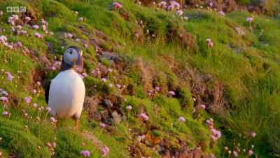 Now the courtship's over,
they're much more peaceful. - Wales: Land of the Wild