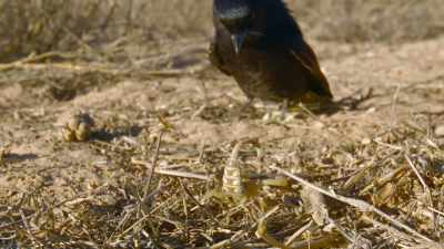 Now the drongo gets
exactly what she wants. - The Secret Lives of Animals