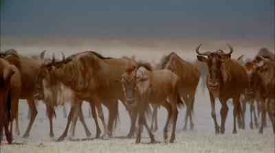 Now the enemies are thirst
hunger exhaustion - Africa: The Serengeti