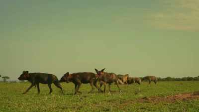 Now the hyenas know they can win,
they'll be watching... - Serengeti