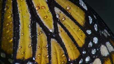 Now, the monarchs must hold out
for spring to arrive. - Our Great National Parks