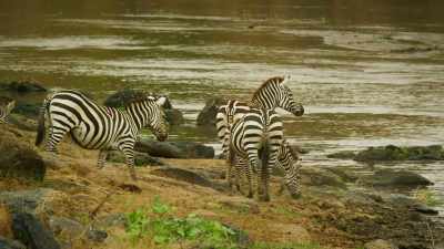 Now, the most dangerous part - - Serengeti