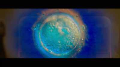 Now the ovum releases
cortisol granules, - The Pod Generation