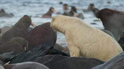 Now the polar bears
can feed on the carcasses. - Seven Worlds, One Planet