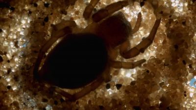 Now, the sand hits 160 degrees. - Hostile Planet