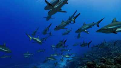 Now the sharks begin to close in, - Blue Planet II