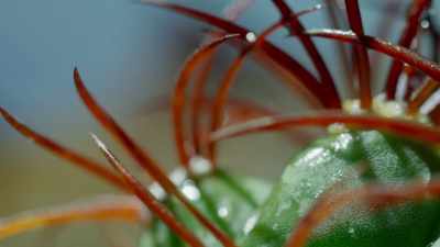 Now the spine's function
changes from collecting... - The Green Planet