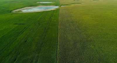 Now the two predominant crops
are corn and soybeans - The Pollinators