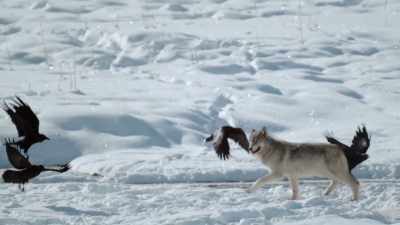 Now, the wapitis are among them. - Epic Yellowstone