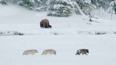 Now that the wapitis have
a taste for bison, - Epic Yellowstone