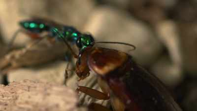 Now the wasp drags
the roach to her lair, - Cosmos: Possible Worlds