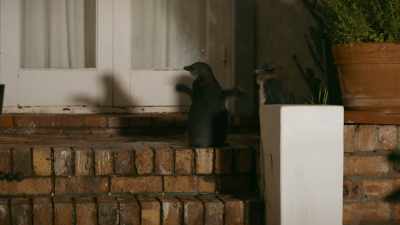 Now that their eldest daughter
is ready to leave, - Penguin Town