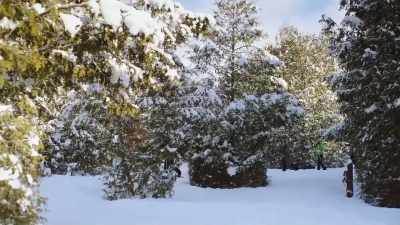 Now these forests will
actually yield - Baby, It's Cold Inside
