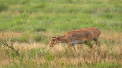 Now, they're critically endangered. - Our Planet