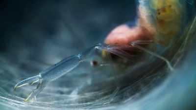 Now, they're full-grown - Blue Planet II
