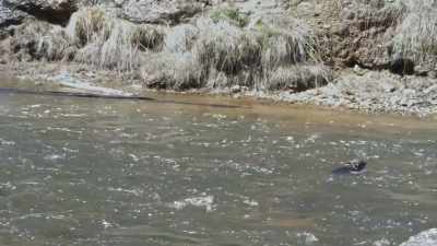 Now they're swimming
for their lives, - Epic Yellowstone