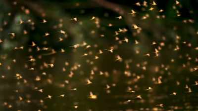 Now that they've mated, - Seven Worlds, One Planet