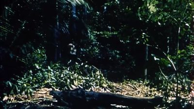 Now truly alone - Robinson Crusoe