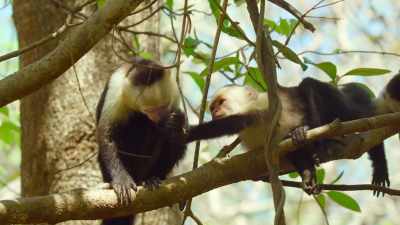 Now, vulnerable,
he's showing trust in the other capuchin. - The Secret Lives of Animals