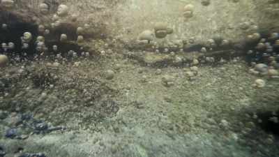 Now they wait for the rising tide. - Prehistoric Planet