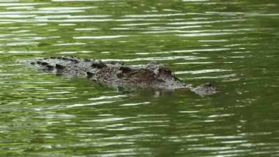 Now we've got a problem where
we've got too many crocodiles - Modern Dinosaurs