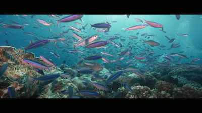 Now what does that tell you - Envoy: Shark Cull