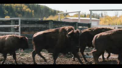 - Now, what the hell are we supposed to do with buffalo? - Yellowstone