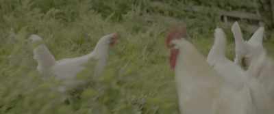 Now, who has ever collected eggs before? - The Railway Children Return