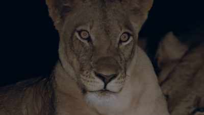 Now they will share
their stories - When Nature Calls with Helen Mirren