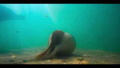 Nowhere else have dolphins been
quite so clever... - Our Oceans