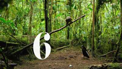 Number six, - Dancing with the Birds