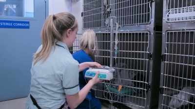 Nurse Olivia will stay with Alfie - 24/7 Pet Hospital