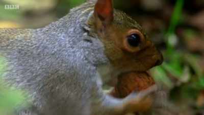 Nuts are definitely worth caching - Wales: Land of the Wild