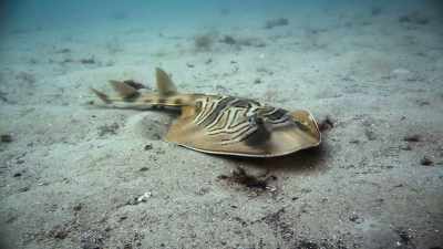 O pisică-de-mare vânează cu ajutorul
electroreceptorilor de pe bot, - Baby Sharks