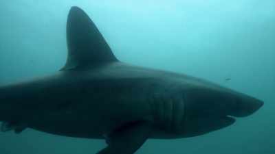 O trăsătură unică a acestui rechin e
că e endotermic. - Baby Sharks