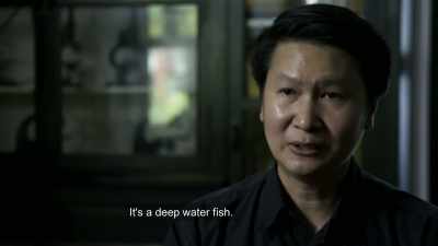 oarfish-are-extraordinary-giants - Strange Evidence