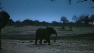 'Oblivious to what's happening
behind them, - A Year on Planet Earth