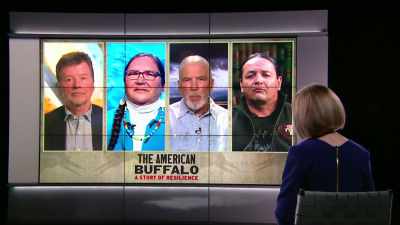 Obviously, Native people
were-were the ones who bore - The American Buffalo