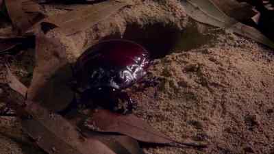 Occasionally, she'll return to the
surface to collect eucalyptus leaves - Micro Monsters with David Attenborough