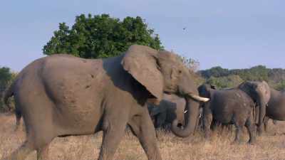 Occasionally,
they'll make mistakes - In the Footsteps of Elephant