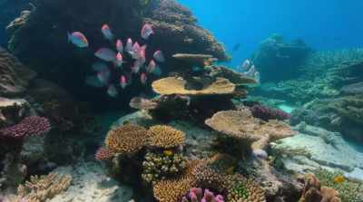 Ocean life was also
unravelling in the shallows. - David Attenborough: A Life on Our Planet