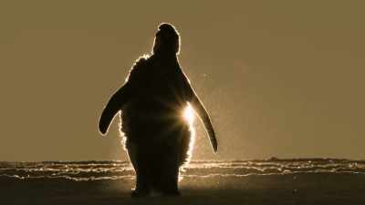 Ocean temperatures
are expected to rise year-on-year. - Dynasties