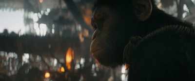 Oda will chase the pests away. - Kingdom of the Planet of the Apes