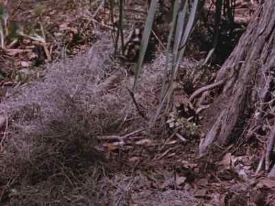 Oddly enough,
an alligator egg is not
as fragile as it appears. - Prowlers of the Everglades