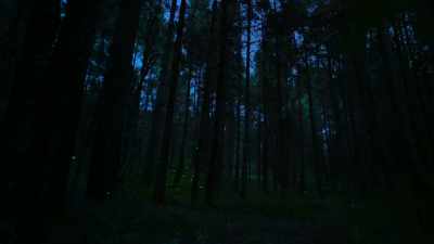 Of 2000 firefly species... - Super/Natural