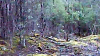 of-a-tasmanian-tiger - Strange Evidence