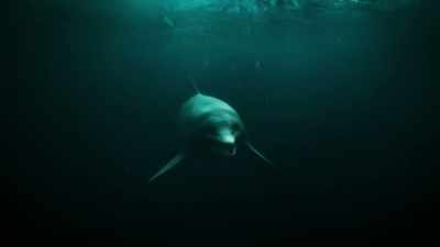 of-how-our-sea-dragon-died - Attenborough and the Sea Dragon
